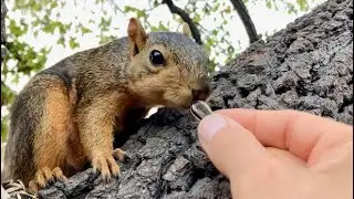 She&rsquo;s had enough! GG the Squirrel needs a drink 
