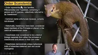Lecture 4.2_Orders Scandentia and Dermoptera