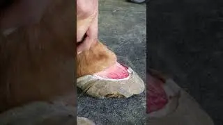 Equine breakover inside look