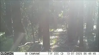Mt Lion Attack On Trailcam