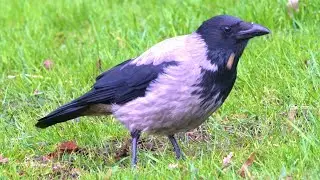 Just Hooded Crow(s) Eating Some Oats [4K]