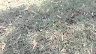 Ken Nhi: Acanthosaura nataliae.