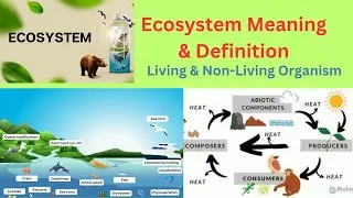 Meaning of Ecosystem || Interaction || Living & Non-Living Organisms