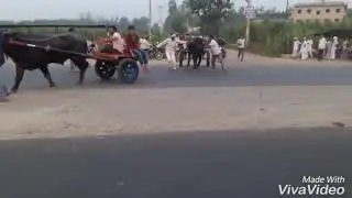 Jhota Race 17