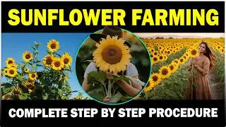 Sunflower Farming Guide: Complete Cultivation Guide for Beginners