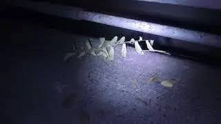found girl in the sewer