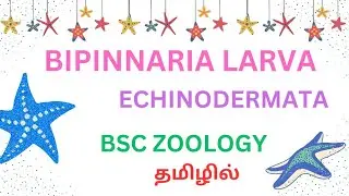 bipinnaria larva in tamil /larva of starfish⭐/echinodermata/ bipinnaria larva in tamil /#bsc_zoology