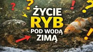 Podwodne życie ryb zimą tak wygląda!