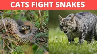 Cat Attacks Snake. Cat vs. Snake. Can a Cat Kill Snake? Important Facts For Outdoor Cat Owners.