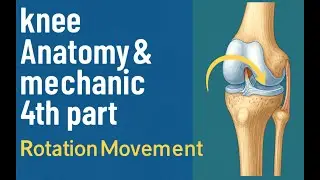 knee Anatomy & Mechanic part 4 :  Rotation Movement
