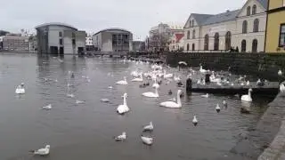 Whooper Swans and Black-headed Gulls in Reykjavik Pond, Iceland, Kaiyote Tours
