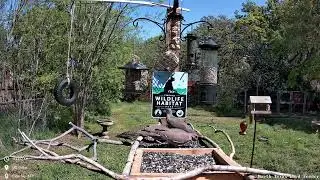 Sunny Day at the North Texas Bird Feeder