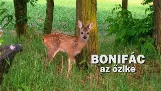 Vadkaland - BONIF&Aacute;C AZ ŐZ BAKGIDA