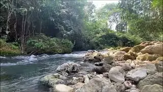 Water Sounds and Relaxing Music 🌳 Peace of Mind, Healing, Stress Relief