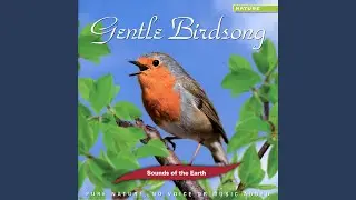 Gentle Birdsong (No Voice or Music Added)