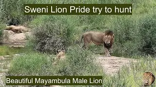 Watch The Sweni Lion Pride And A Myambula Male Lion Trying To Hunt