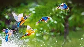 Birds after the rain - Relaxing sounds for sleeping, studying.