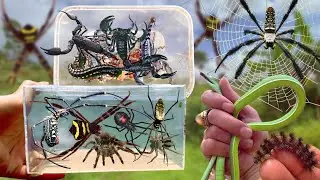 Spider & Scorpions Hunting Advantures ‼️ Catch Giant Golden Spider, Snake and Scorpions Again 🦂🐍🕷️🕸️