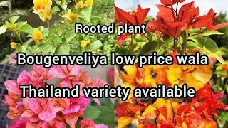 🛑 BOUGENVELIYA BEST PLANT LOW PRICE THAILAND VARIETY AVAILABLE BEAUTIFUL FLOWERS 🌺 ALL INDIA HOME  🚚