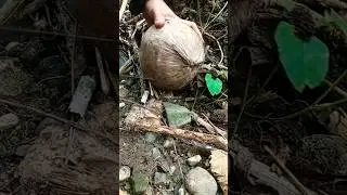 PEELING OFF A HARD NATIVE COCONUT #plants #coconut #asmr #satisfying #nature #farming