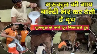 गुरूकुल की गाय बाल्टी भरकर देती हैं दूध । गुरूकुल के विद्यार्थी भी निकालते हैं दूध ।