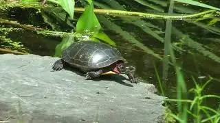 Turtle sunning itself on a rock