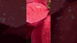 Must have flowers Christmas