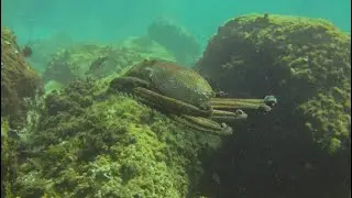 Scuba Diving The Blue Hole in Puerto Del Carmen (Lanzarote) 2018