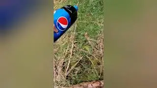 Training a Beagle/Dog to track an injured deer for deer hunting in Ireland