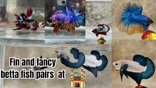 Fancy and exotic betta fish pairs in Hyderabad and delivery all over India #bettafarm #fancyguppy