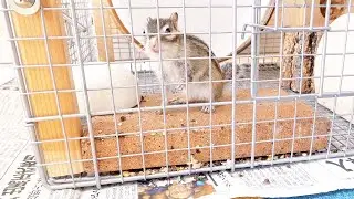 自分の家が掃除されているときのシマリスの反応がいちいち可愛い