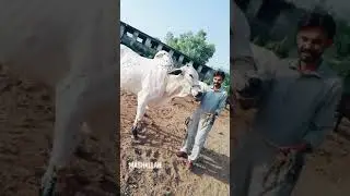 Dhanni bull quarbani 2020