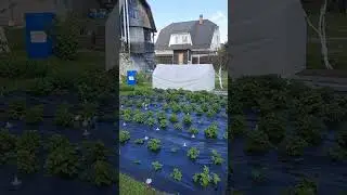 #поливалка в работе #дача #клубника #огород