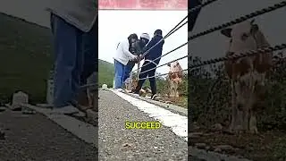 Baby Calf Trapped in Fence &ndash; Rescued by Biker! 🐄❤️