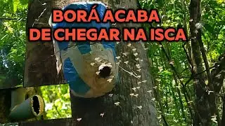 CAPITURAS DE ABELHA BORÁ, JATAÍ E UM ACHADO, ESPÉCIE DIFERENTE 🙌
