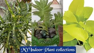 My Indoor Plant Collections in Tamil🌱/Best Indoor plants for beginners#Indoorplants🌱