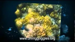 Diving Goggles | For Underwater Goggles & the Best Swimming Goggles Online