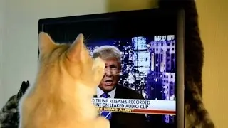 'Offended' Cat Attacks Donald Trump On Screen
