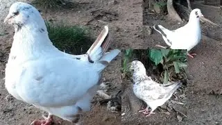 Pombas king voltaram a produção🕊️ Mostrando os viveiros das Pombas
