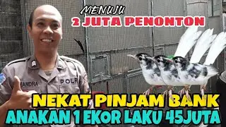 Brigadir Candra - tekuni ternak murai batu bahkan hasil ternaknya laku sampai vietnam