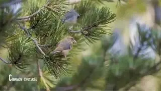 Birdwatching in Cyprus, Winter