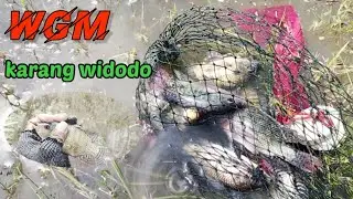 WGM terkini ‼️ Masih bersama,,,ikan takut kedalaman !!#wgmterbaru #mancing #fishing 