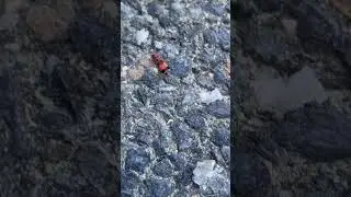 #colors #beautiful #life #earth #insects #bugslife #bug #run
