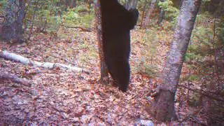 Black Bear Scratching Back on Tree - Full 90 seconds