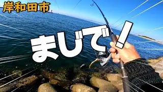 大阪府岸和田市　チョイ投げ釣りでカワハギ狙いのつもりがまさかの