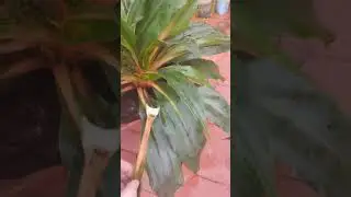 Палисота - это та, которую мы привыкли называть Хлорофитум🙏🏻🙂🧐🤔. 