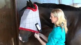 How to Choose the Best Fitting Fly Mask for Your Horse