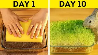 Houseplant Hacks: Grow Lush Greenery at Home 🌸