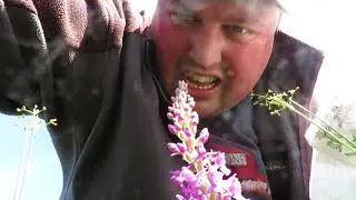 My Norfolk Orchid Hunt (Part 16) Marsh Fragrant Orchid