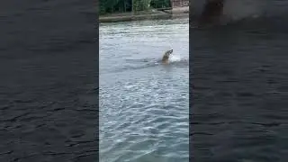 Coyote crossing a busy lake.  Weird. #coyote #dogshorts #dog